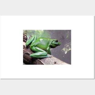 White Lipped Tree Frog Posters and Art